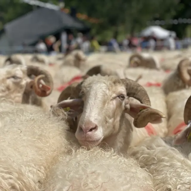 Rencontre du troupeau lors de la fête des estives à Issarbe
