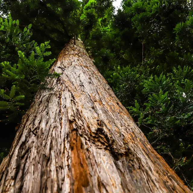 CASTETS - Arbre Remarquable - Séquoia