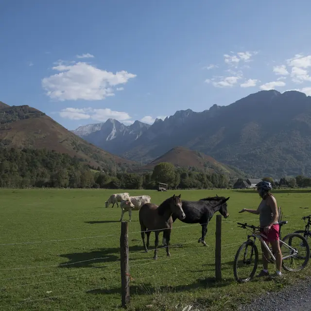 Champ chevaux vtt Liard -TS
