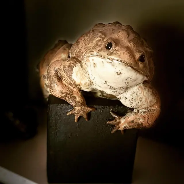 Crapaud - Gaelle Guingant -Convert