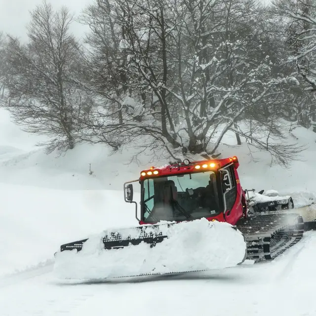 Dameuse dans la forêt du Braca