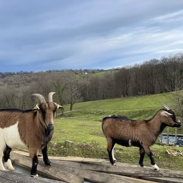 Des plumes et des pattes - Chèvres (©OTHB)