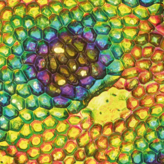 Fluorest