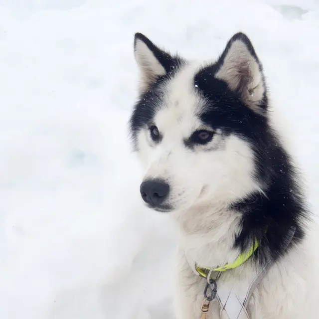 Husky