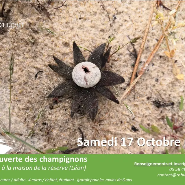 LEON-Réerve-Champignons