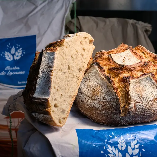 Barbu de Lacaune - Le Pain d'Ici à Oloron Sainte-Marie