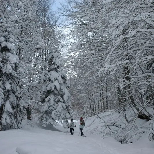 Randonnée raquettes