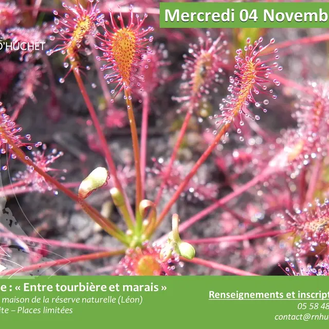 Sortie Tourbière et marais - 2026