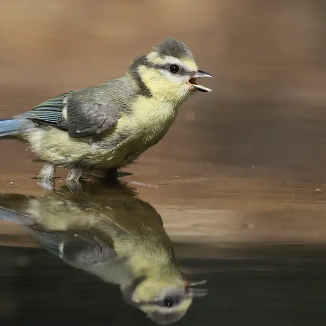Sortie découverte nature oiseaux 1