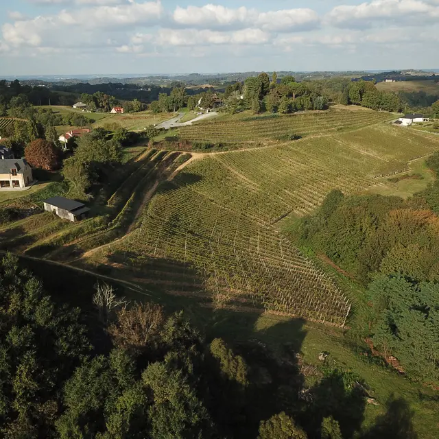 Vignes Domaine EKOTO