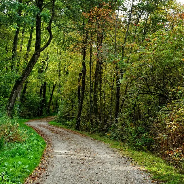 Forêt de Navarrenx