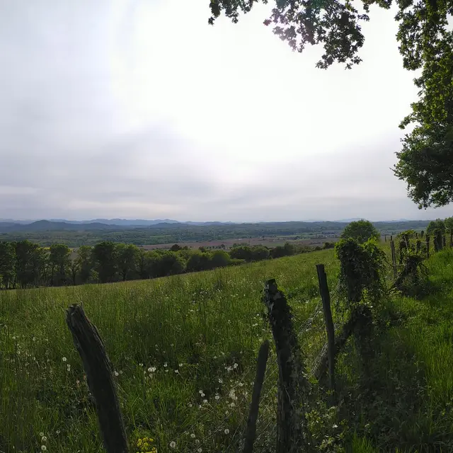 Une fôret de chênes remarquables