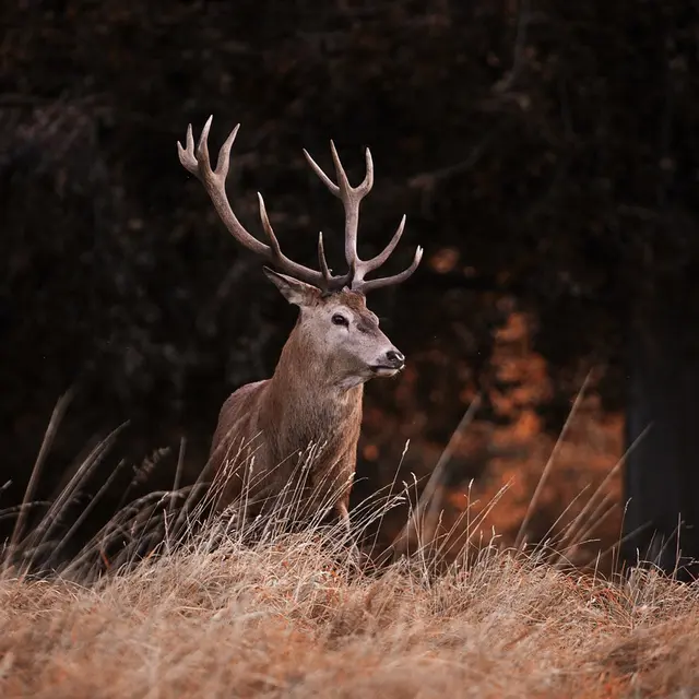 cerf