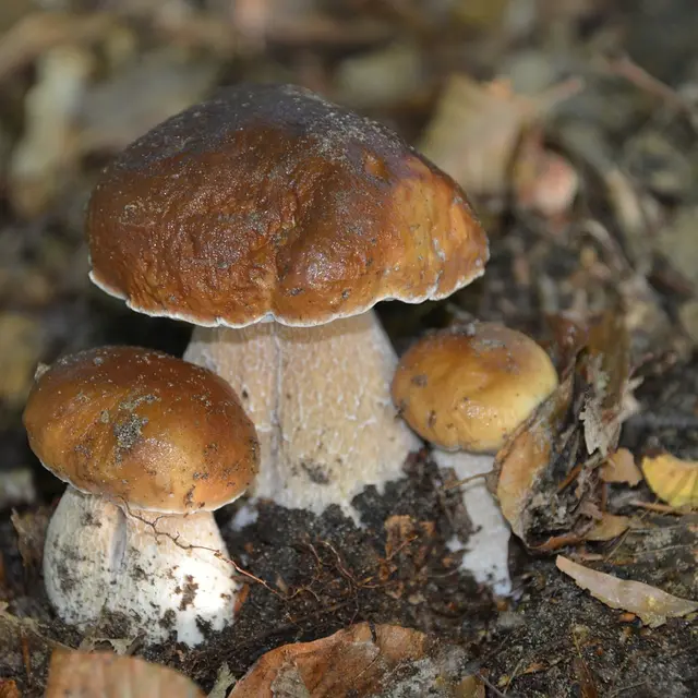 champignon