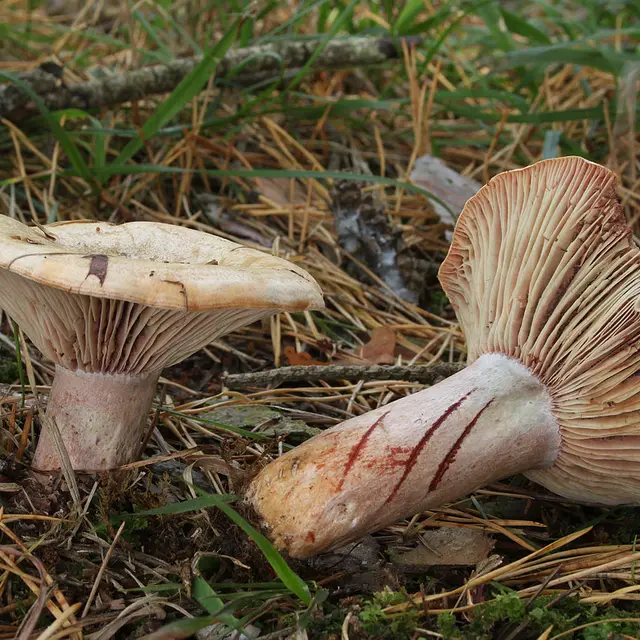 champignon