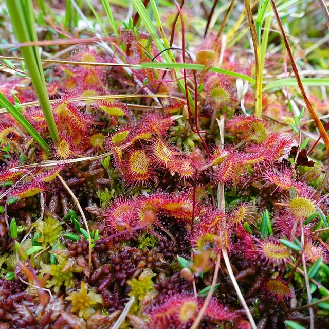 drosera