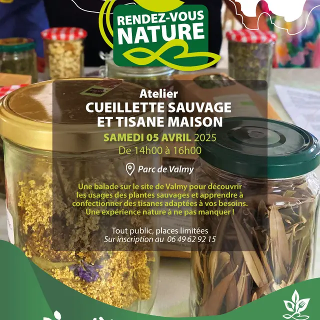 A3-cueillette-sauvage-et-tisane