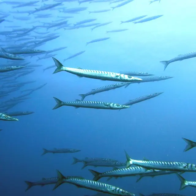 barracuda (2)