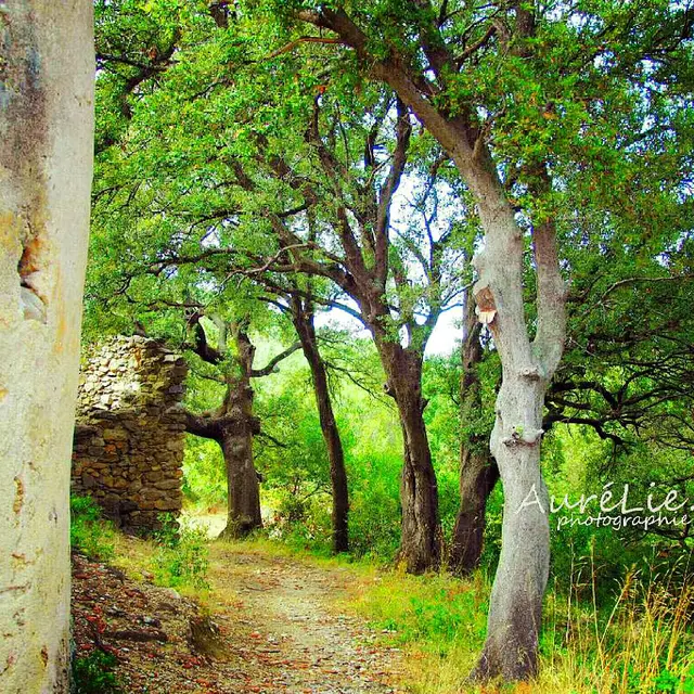 Sous-bois Chapelle Saint-Laurent_1
