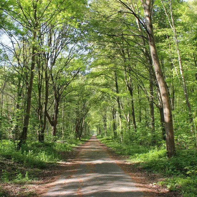 les arbres remarquables en forêt de Marly