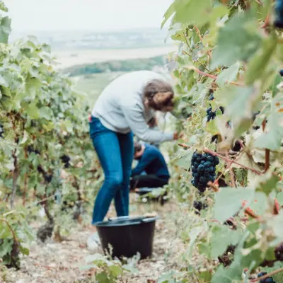 vendangeur-dun-jour-3bde0