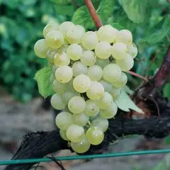 Exposition : Vignes en Champagne : innovations et encépagement, une épopée collective_1