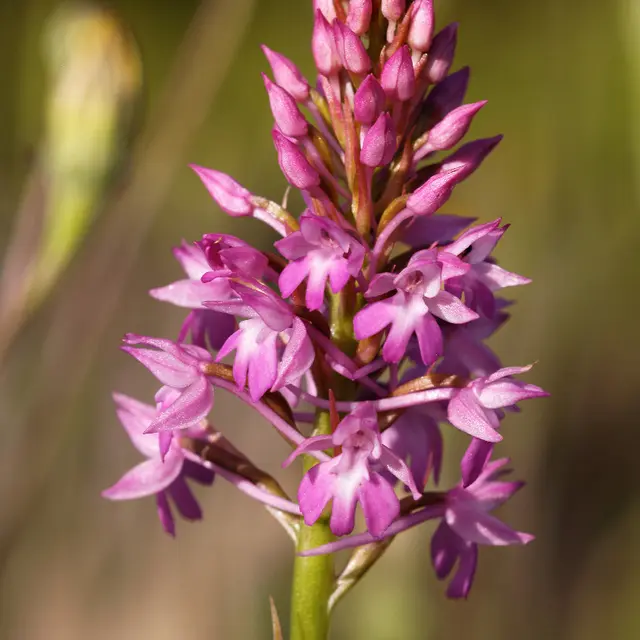 Orchidée sauvage