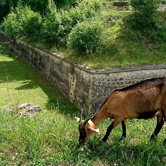 Chèvrerie III < Bruyères-et-Montbérault < Aisne < Picardie