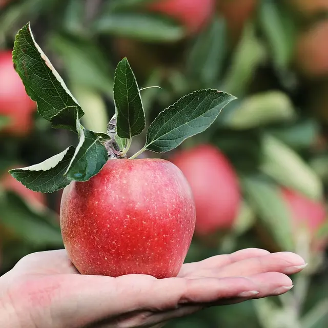 apple-2788662_1280