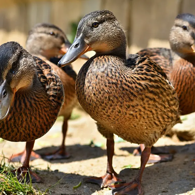 Beautiful wild ducks at the pond. Wildlife on a sunny summer day. Young water bird.