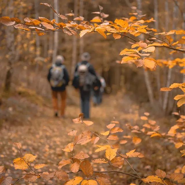 foret automne ©Michel Stockman de Pixabay