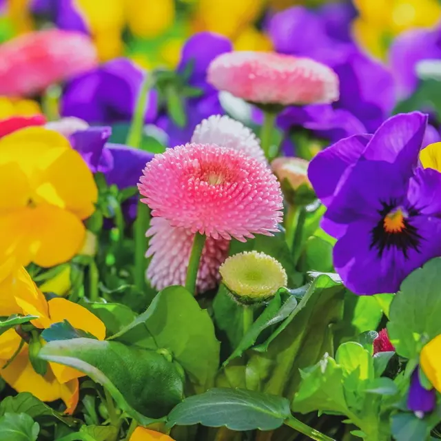 Fête des plantes