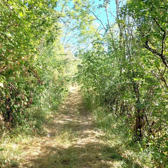 CHANCELADE-Boucle de la Beauronne-Chemin