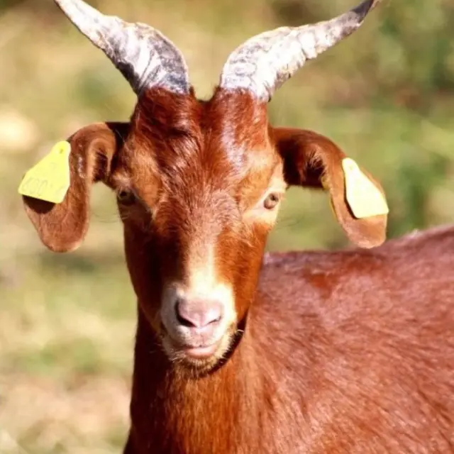 Ferme du Touron