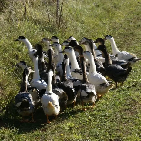 Chaulnes canards