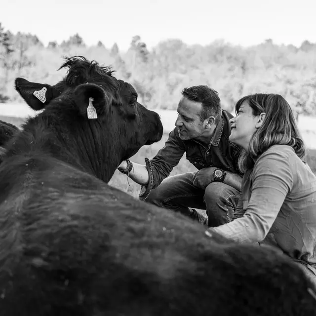 Les Prairies de Laloubarie - Elevage Angus