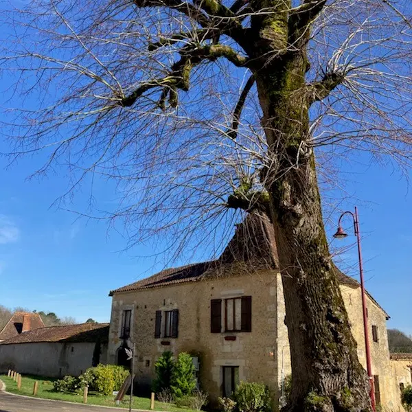ARBRE REMARQUABLE