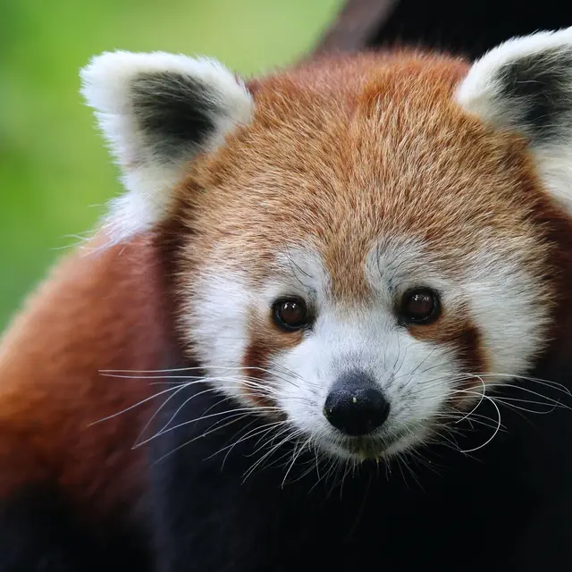 Ailurus fulgens fulgens (17)