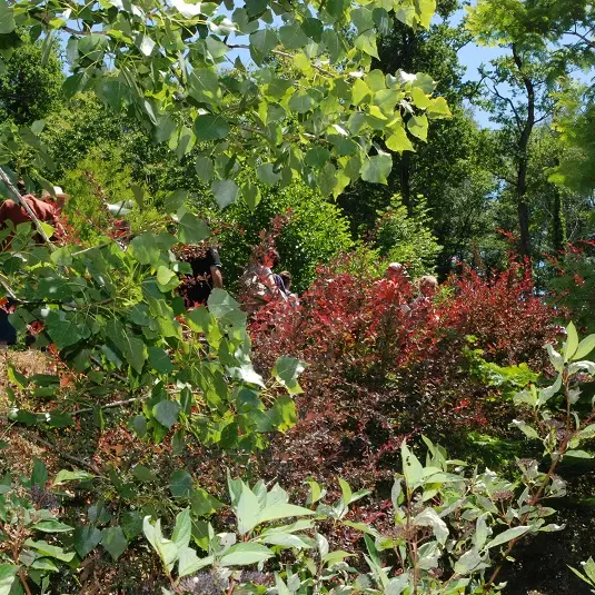 Arboretum Pouyouleix ©Photoc (1)
