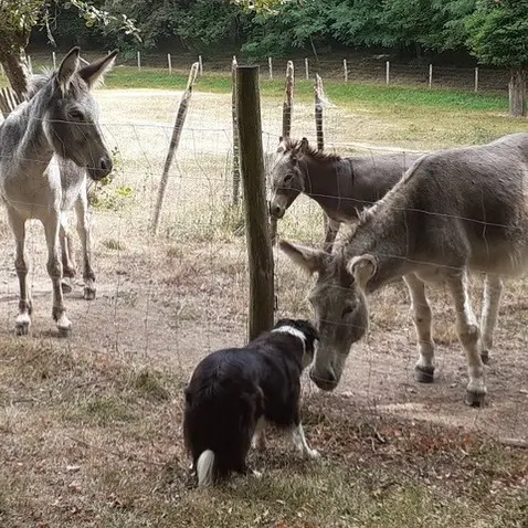 Gite Paillange - St Amand de Vergt (3)