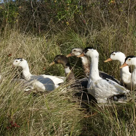 Dartenset canards