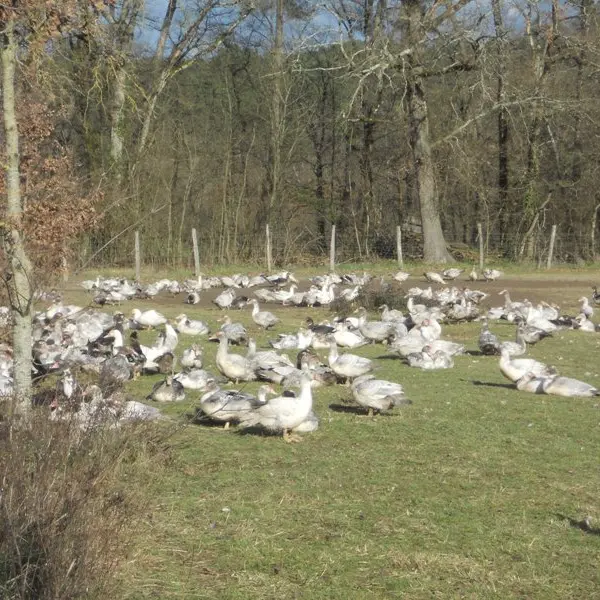 Les canards en liberté