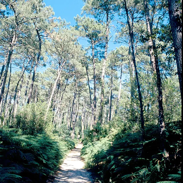 Forêt de Lanton