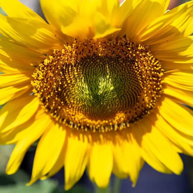 Tournesol