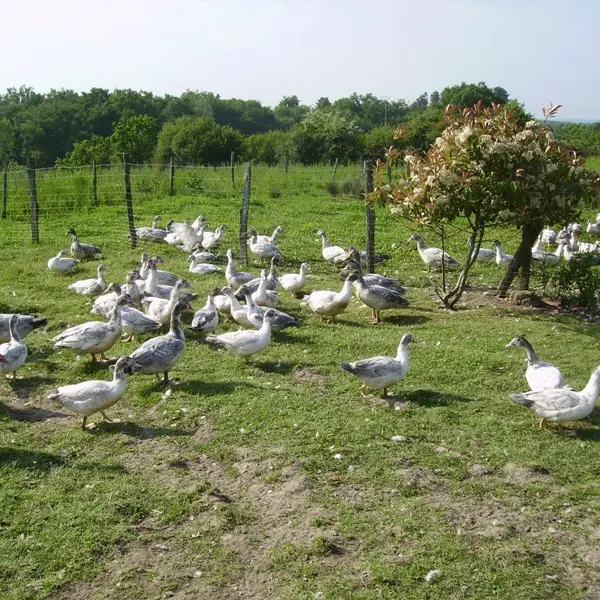 Les canards en liberté