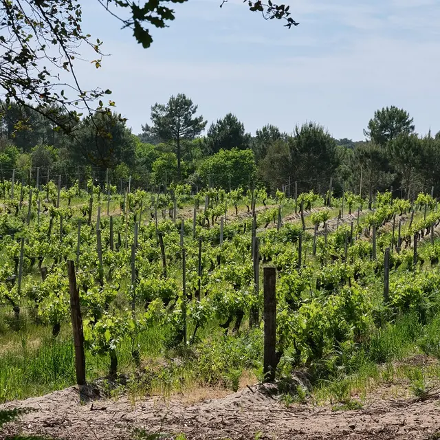 Le Vignoble_DomainedelaPointe_OTILAS