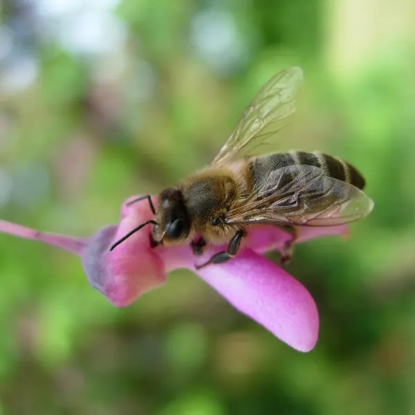 Rayon de Miel abeille