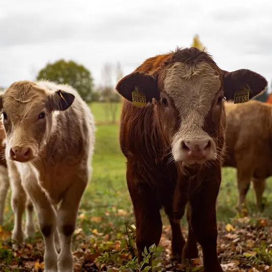 cows-4383468_1280