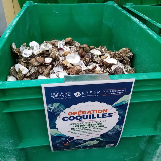 collecte de coquille