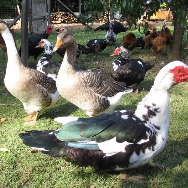 canards gras
